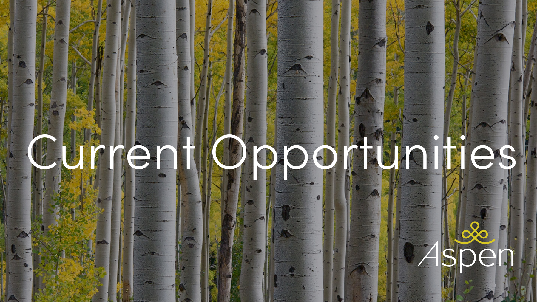 Current Opportunities Title in front of the trunks of Aspen trees